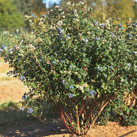 Bushel and Berry&reg; Perpetua&reg; Blueberry Bush