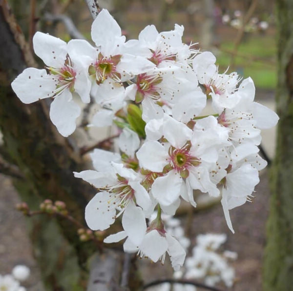 Splash Pluot Tree