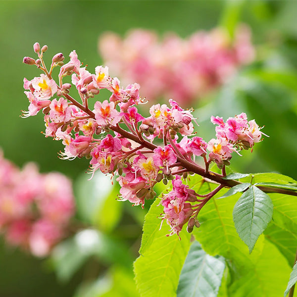 Fort McNair Horse Chestnut