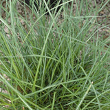 Dwarf Maiden Grass