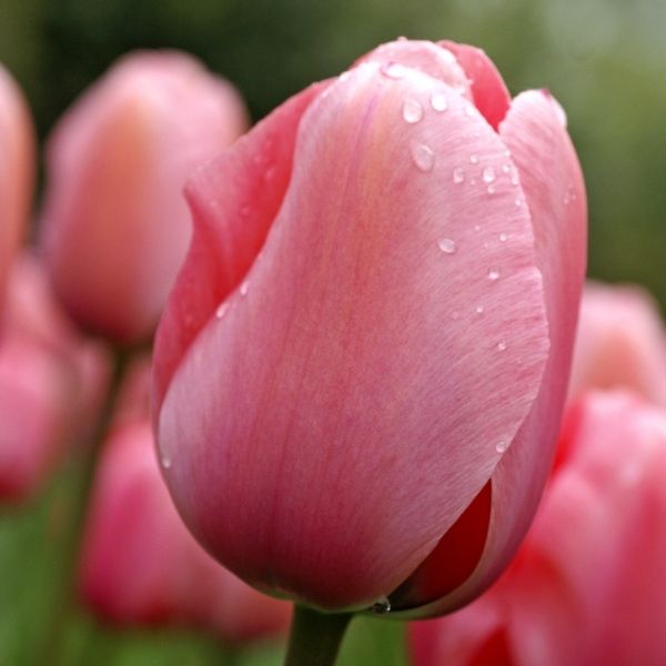 Pink Impression Tulip