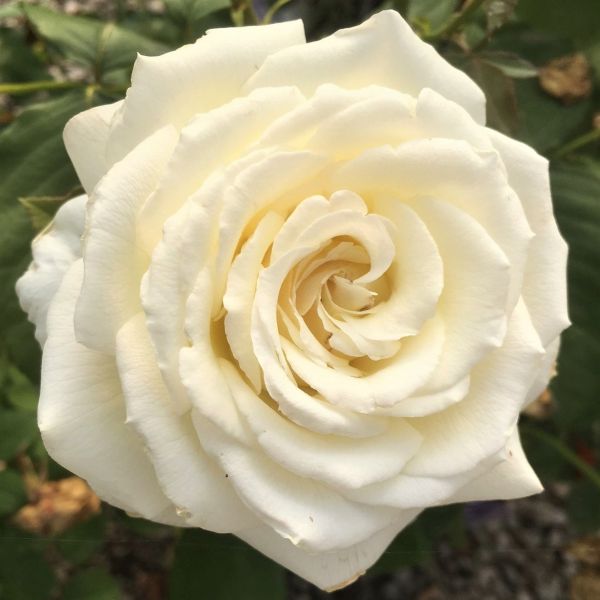 Pope John Paul II&trade; Rose