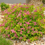 Magic Carpet Spirea