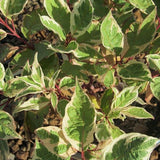 European Variegated Dogwood