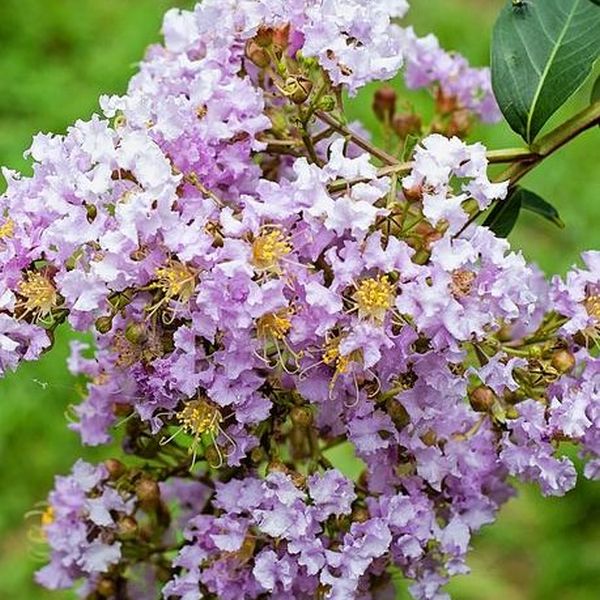 Muskogee Crape Myrtle Tree