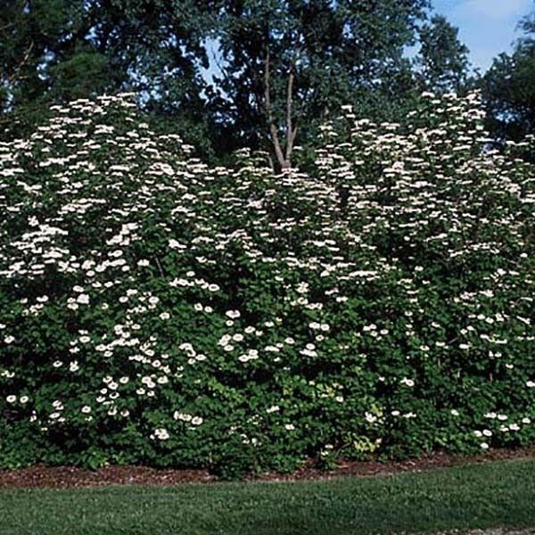 Sargent Cranberrybush Viburnum