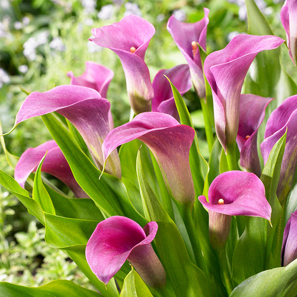 Amethyst Calla Lily