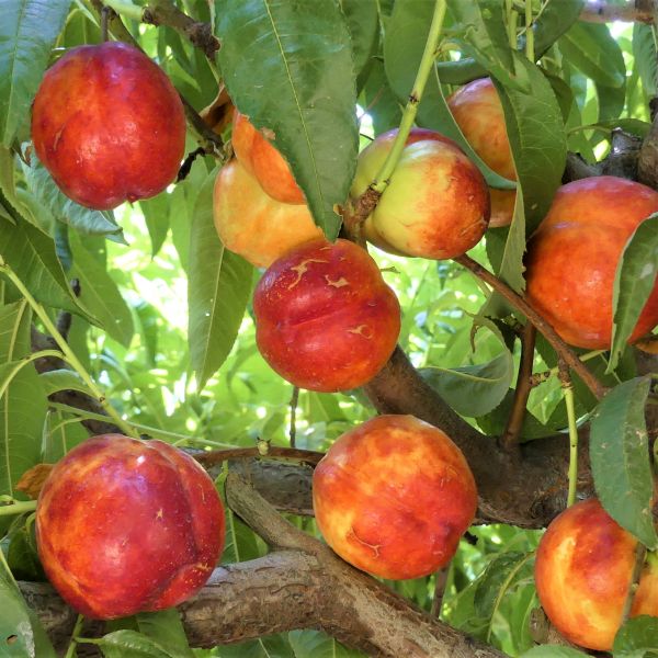 Independence Nectarine Tree