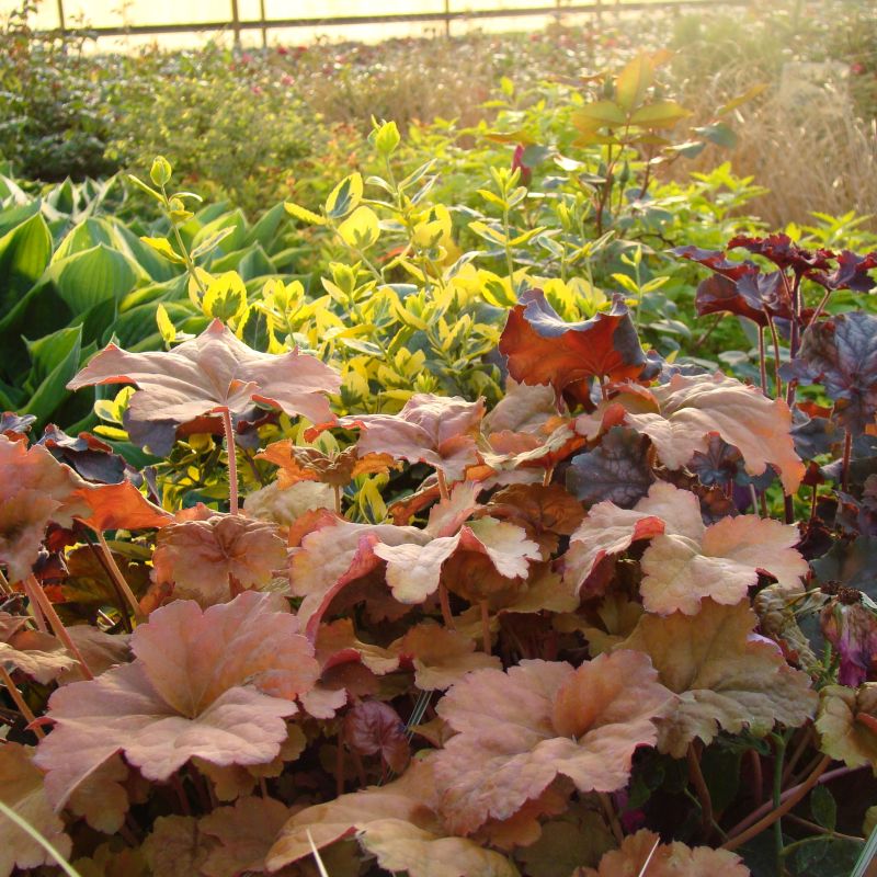 Caramel Coral Bells