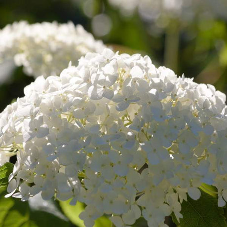 Snowhill Smooth Hydrangea