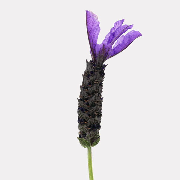 Primavera Lavender