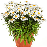 Angel Daisy&trade; Shasta Daisy