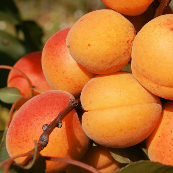 Golden Sweet Apricot Tree