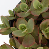 Sunsparkler Cherry Tart Sedum