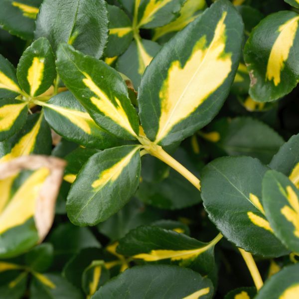 Blondy&reg; Euonymus