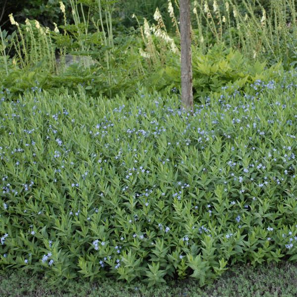 Blue Ice Amsonia