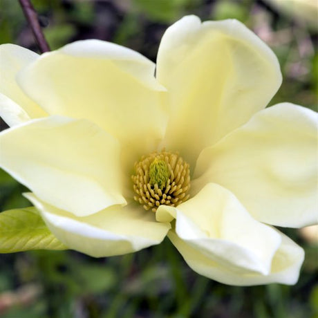 Elizabeth Magnolia