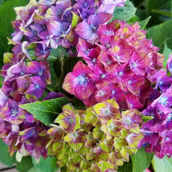 Next Generation® Pistachio Bigleaf Hydrangea | Buy at NatureHills.com