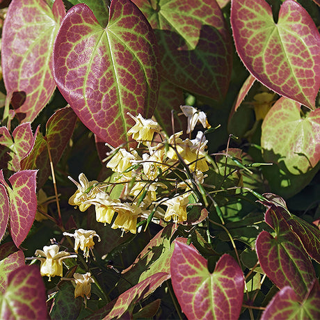 Bicolor Barrenwort