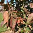 American Hornbeam