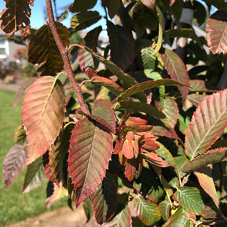 American Hornbeam