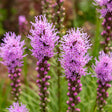 Liatris Spicata