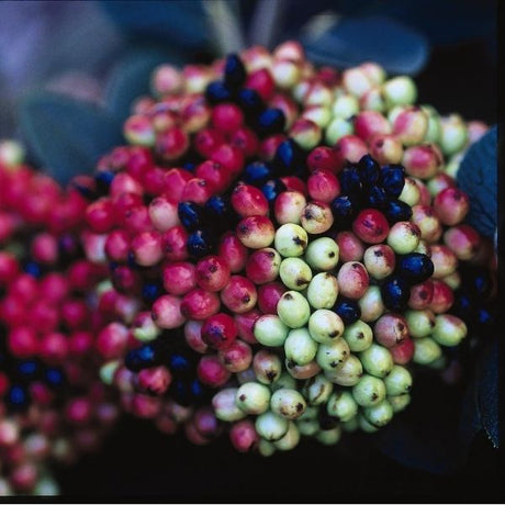 Emerald Triumph Viburnum