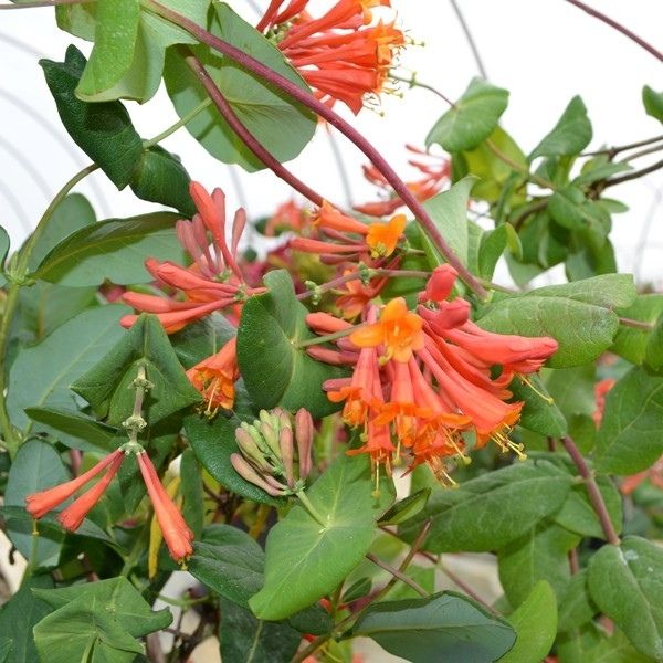 Dropmore Scarlet Honeysuckle Vine