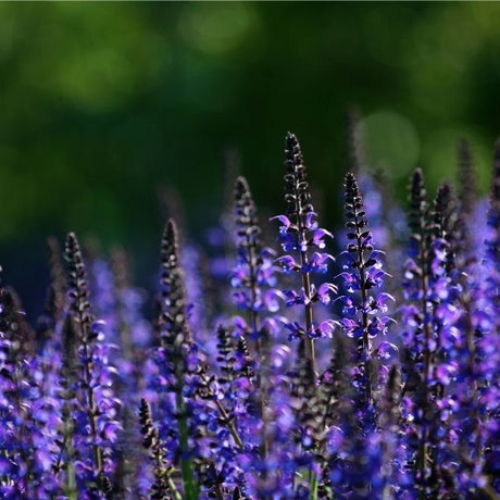 Mystic Spires Salvia