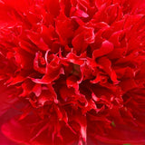 Red Charm Peony