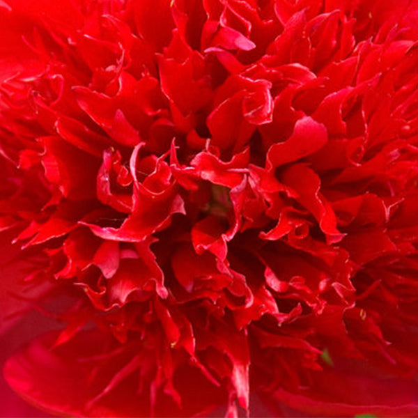 Red Charm Peony