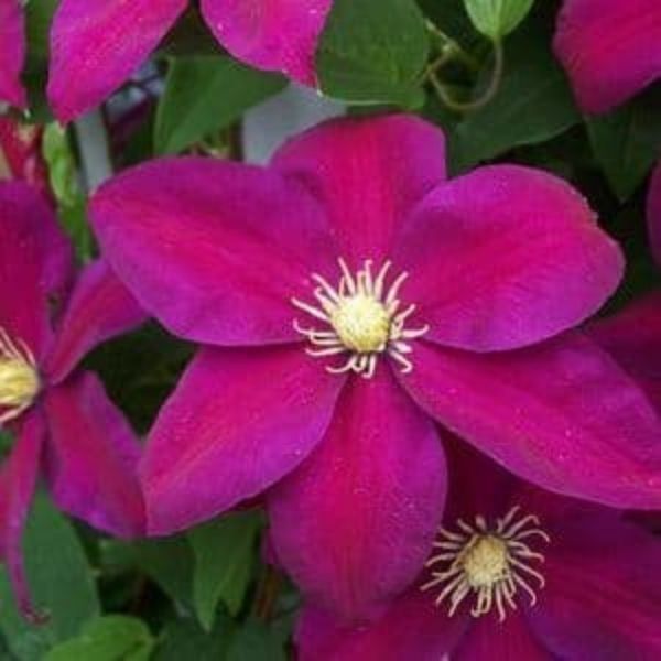 Sunset Clematis