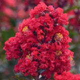 Enduring Summer&trade; Red Crape Myrtle