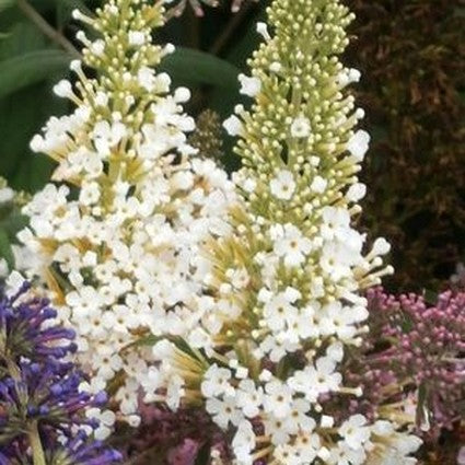 White Profusion Butterfly Bush