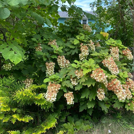 Snowcicle Oakleaf Hydrangea