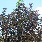 Canada Red Select Cherry Tree