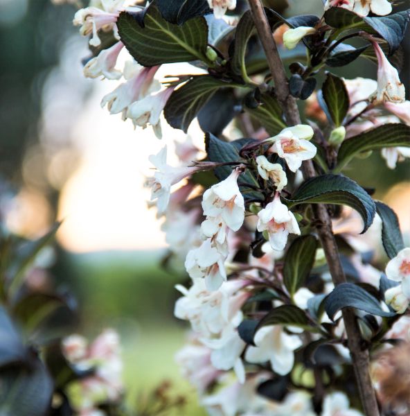 Tuxedo&trade; Weigela