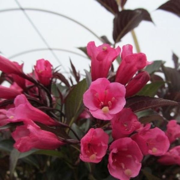 Dark Horse Weigela