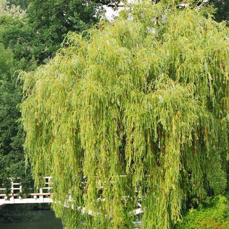 Weeping Willow Tree