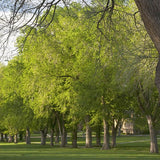 USDA Organic Princeton American Elm