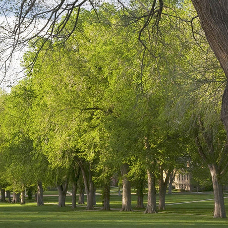 USDA Organic Princeton American Elm