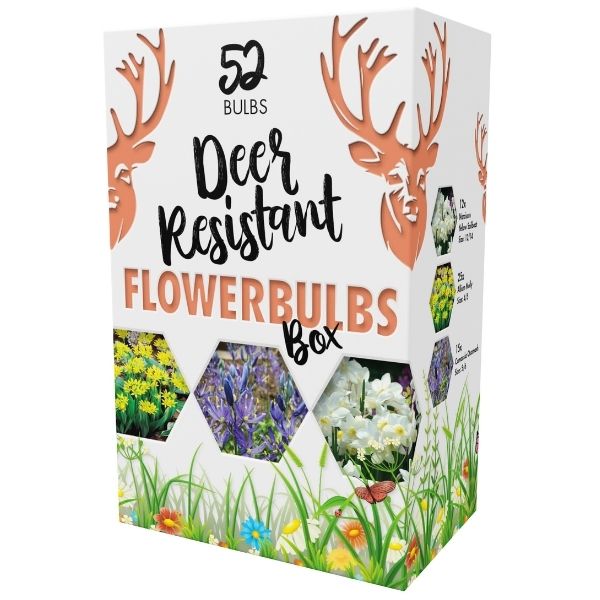 Deer Resistant Flower Bulb Box