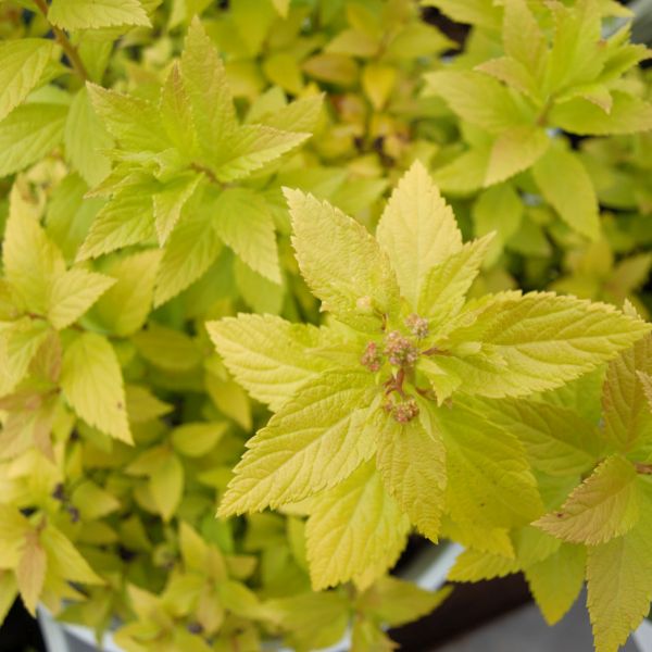 Double Play&reg; Gold Spirea