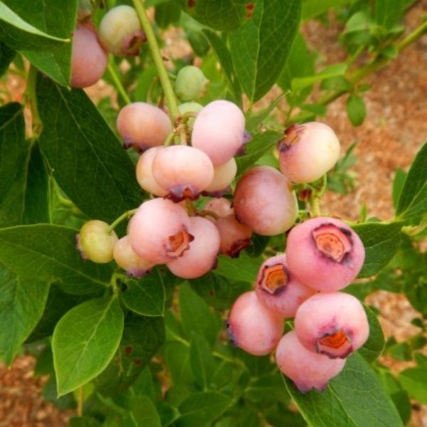 Pink Popcorn Blueberry Bush