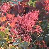 Velvet Cloak Smokebush