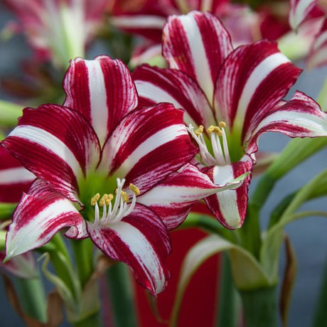 Santiago Fragrant Variety Amaryllis