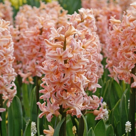 Hyacinth Gipsy Queen