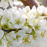 BlackIce® Plum Tree