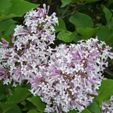 Miss Kim Lilac Tree