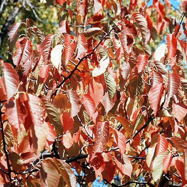 Native American Plum